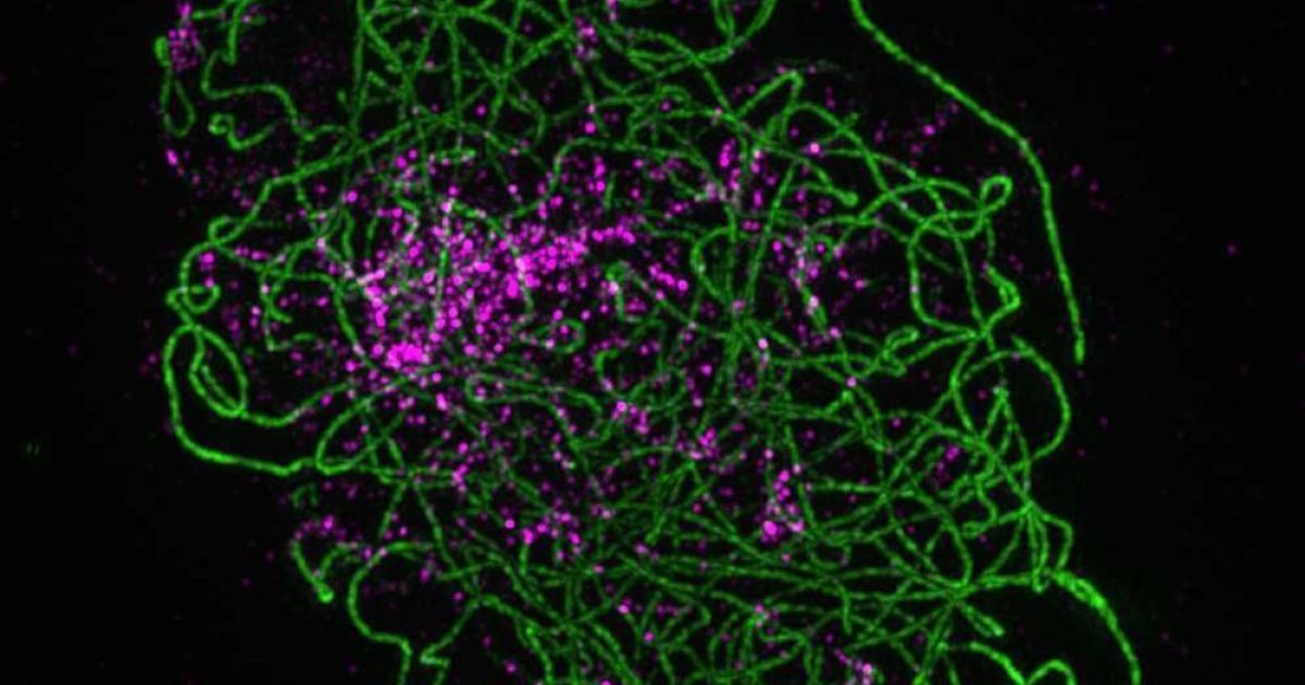 OpenGraph Image for Unlocking the potential of barley breeding