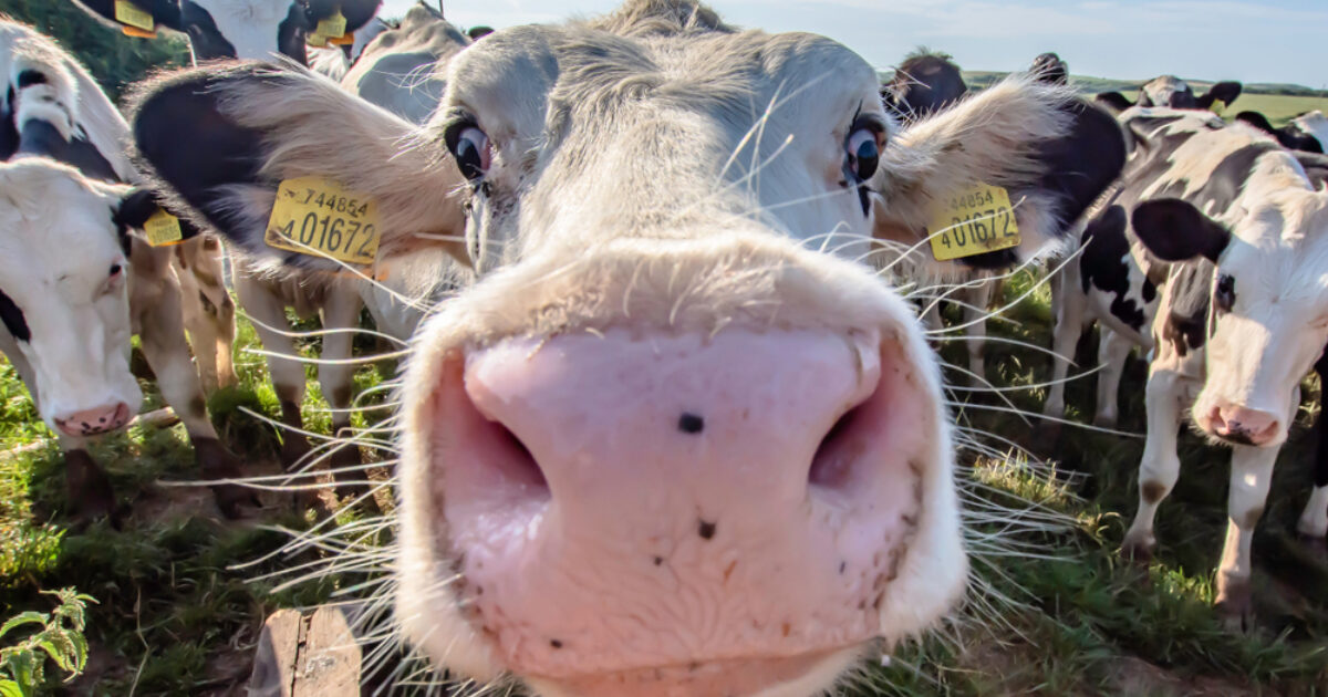 OpenGraph Image for ANM launches 'exciting' Thainstone vision