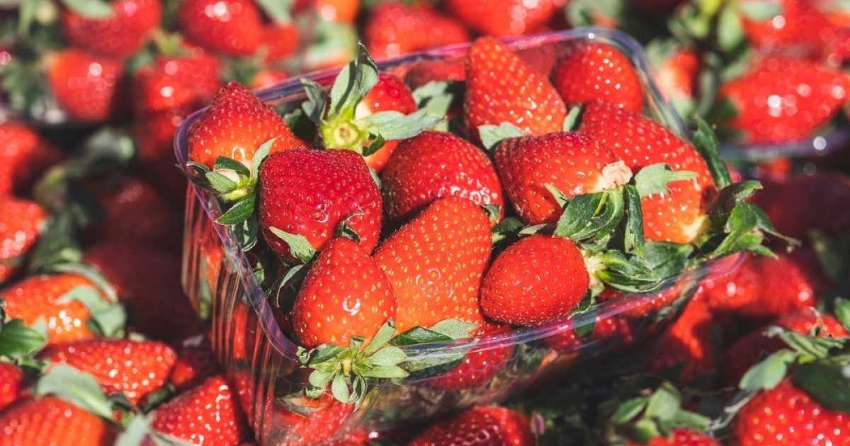 The James Hutton Institute joins precision pollination project to help transform UK fruit production