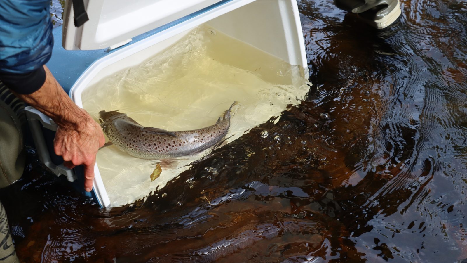 Milestone reached for conservation charity the River Dee Trust