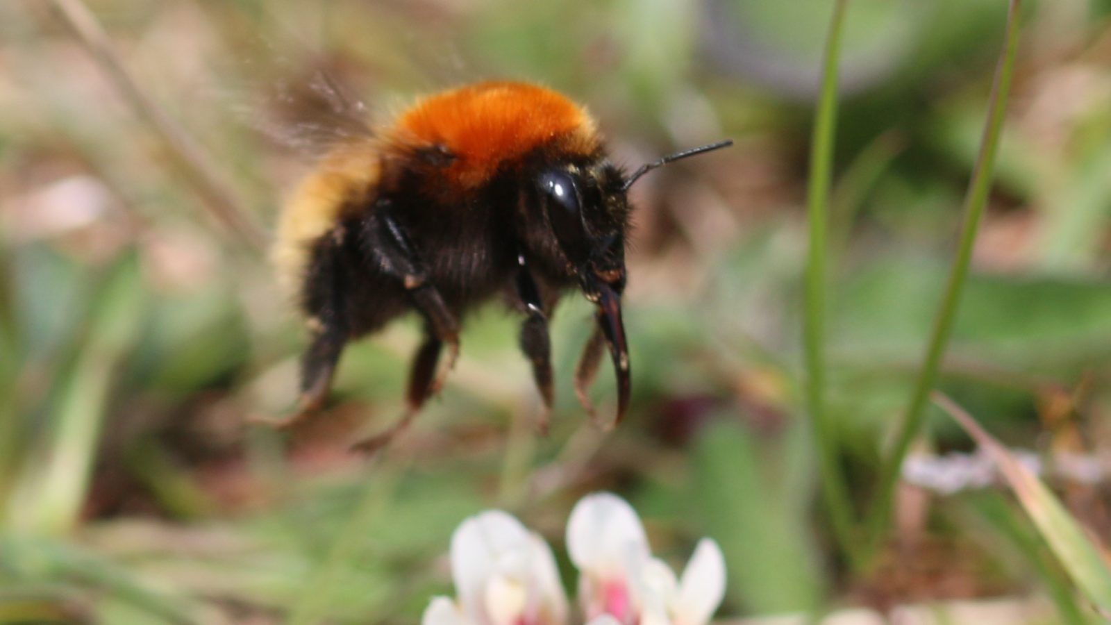 Hebri-bees project to explore the future of Scotland’s rare island pollinators