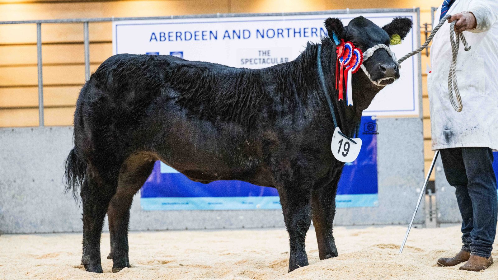 Balfour Baillie tops Thainstone Spectacular at £8,000