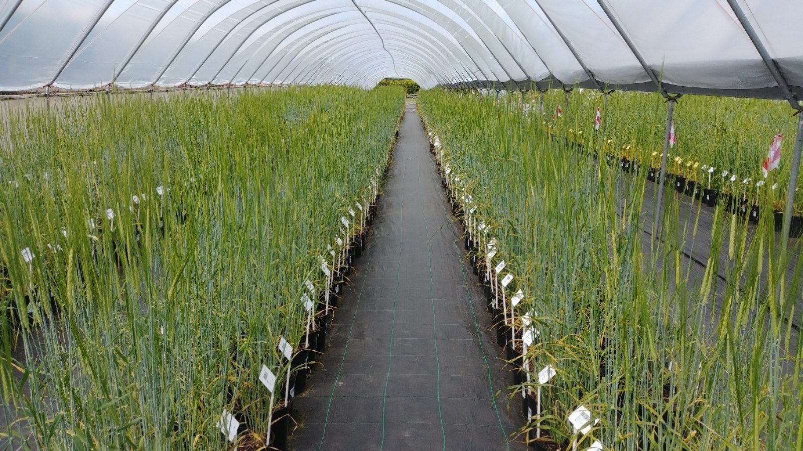 Study shows striking convergent selection history of wheat and barley and its potential for breeding