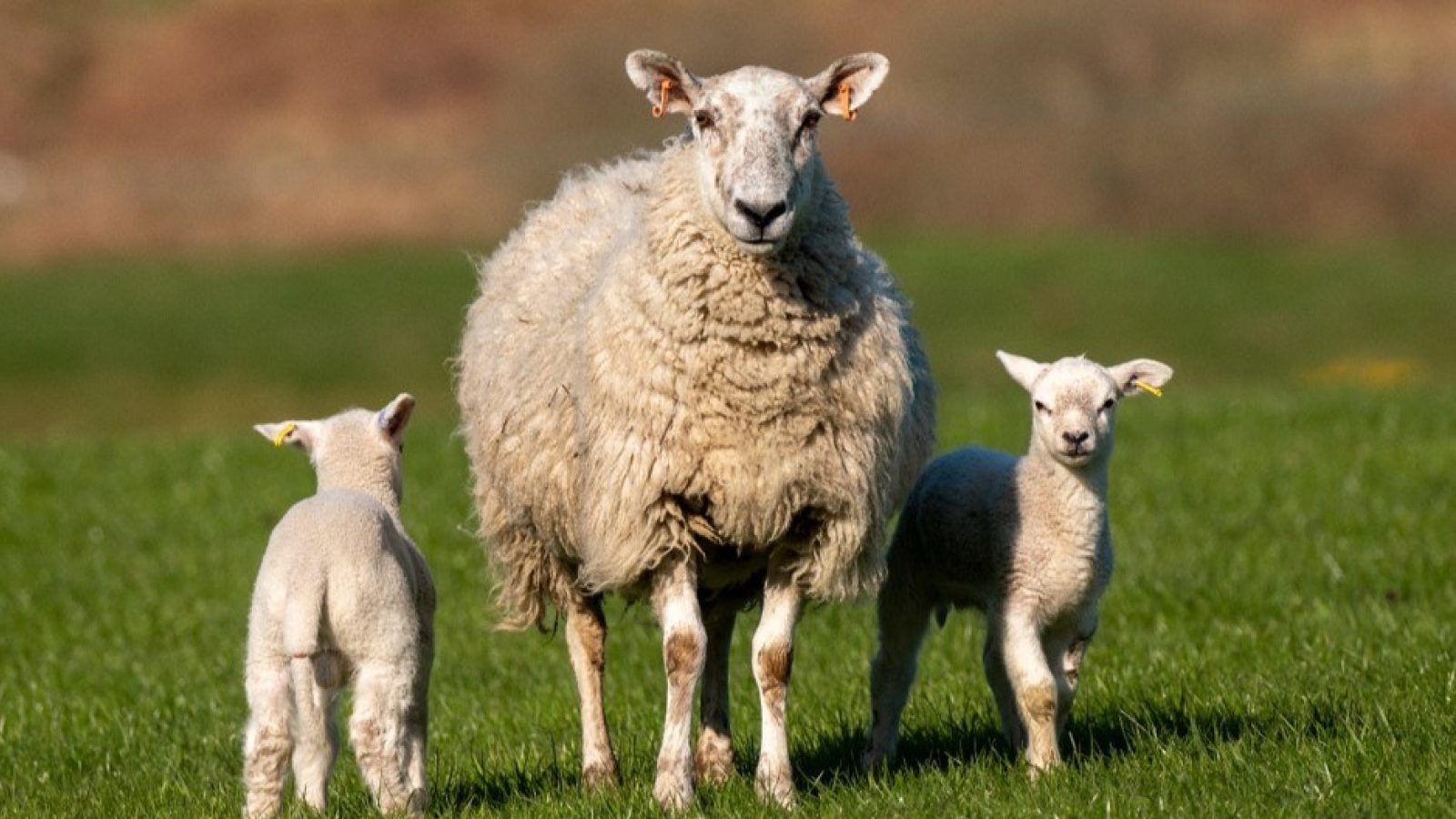 Hutton researchers to hold bluetongue virus workshops for livestock keepers as Restricted Zone extended across all of Scotland