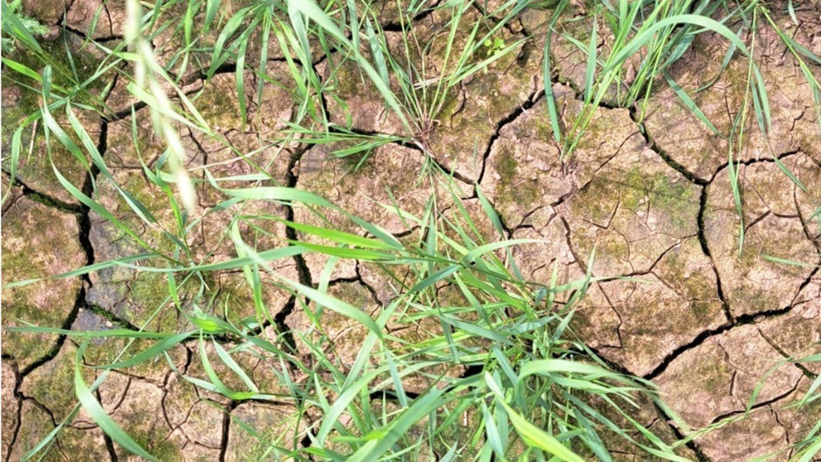 Farmers urged to prepare for water scarcity in coming years as climate change causes drier weather