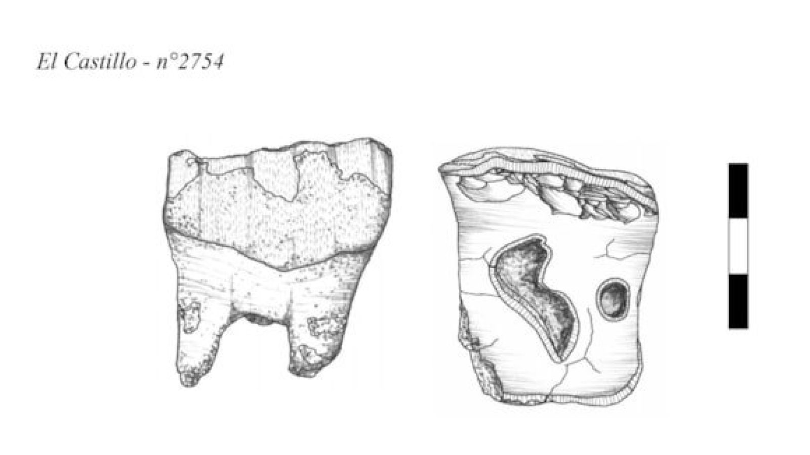Neanderthals may have turned rhinoceros teeth into tools, researchers find
