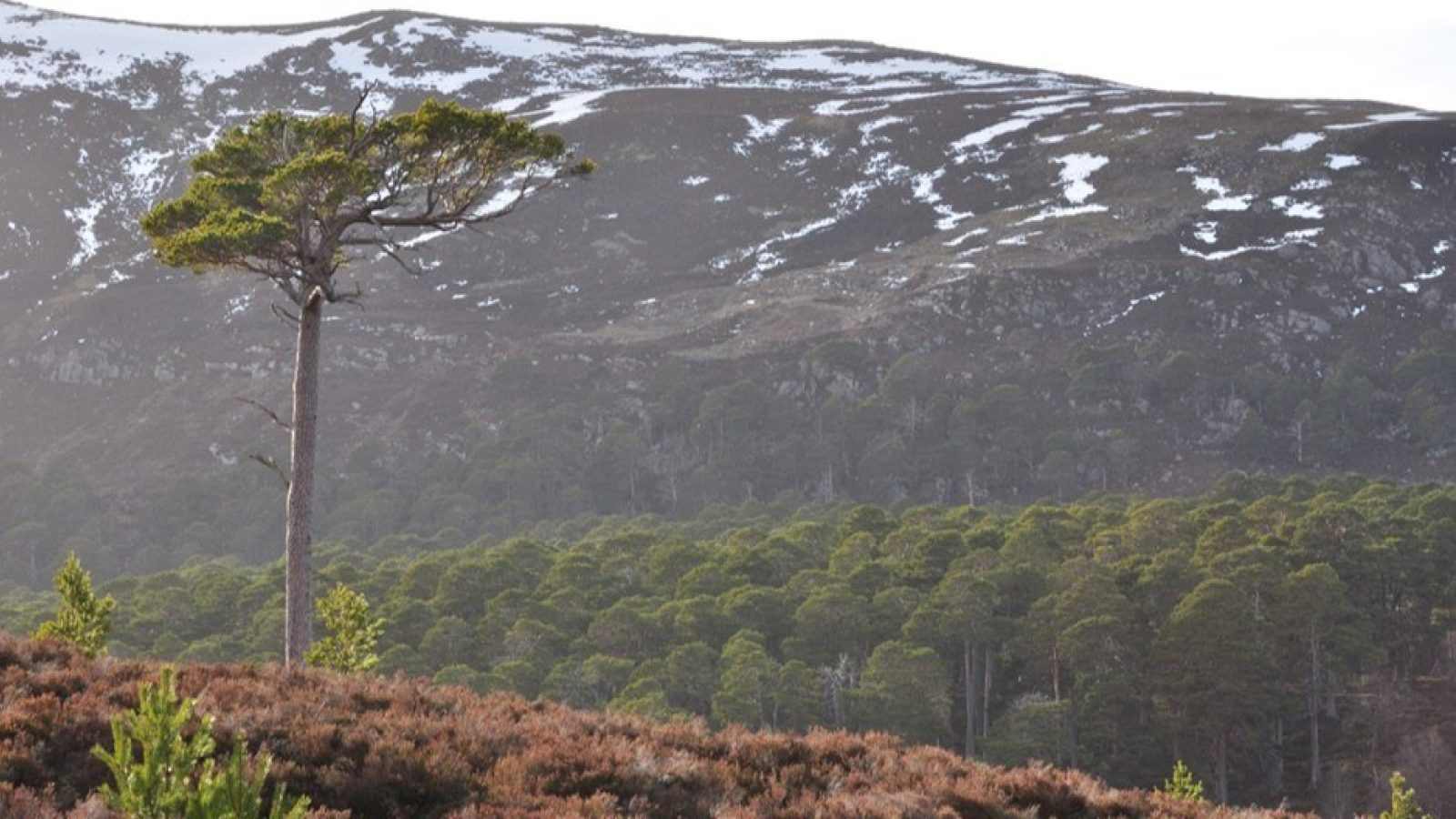 New study reveals 23 tree species needed to support more than 40% of biodiversity associated with Scots pine