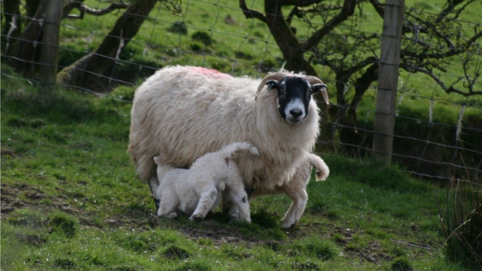 Representatives from Lewis and Harris, Shetland and Orkney gather for inter-island meeting at The James Hutton Institute’s Craigiebuckler campus in Aberdeen