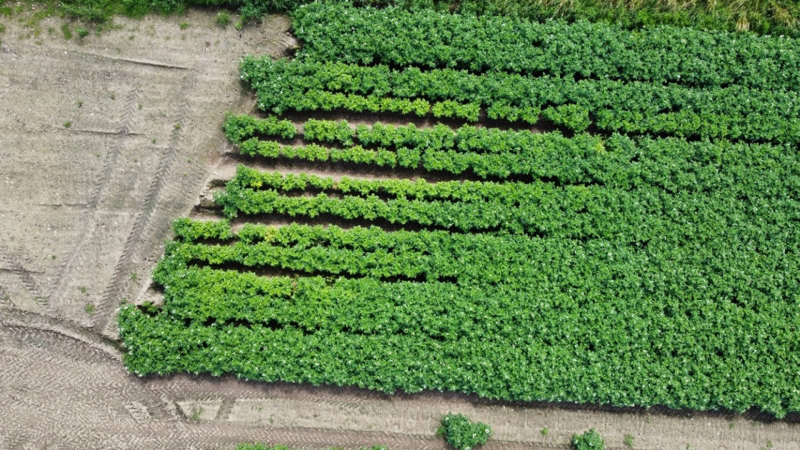 The James Hutton Institute joins €4.9million project to develop sustainable alternatives to harmful pesticides