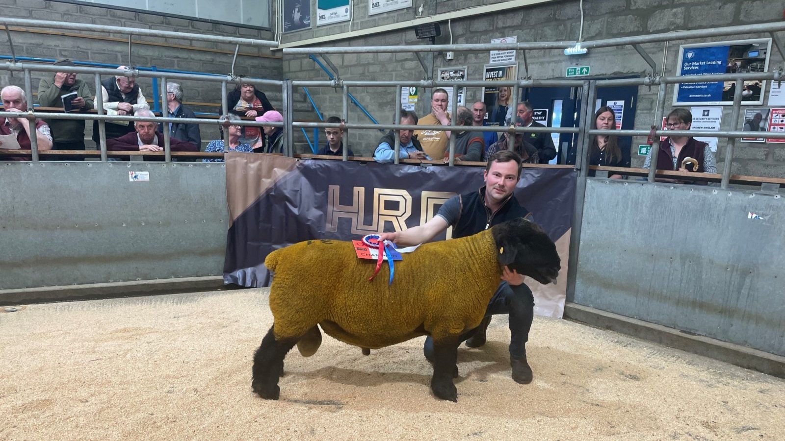Record entry announced ahead of three-day sheep fair at Quoybrae