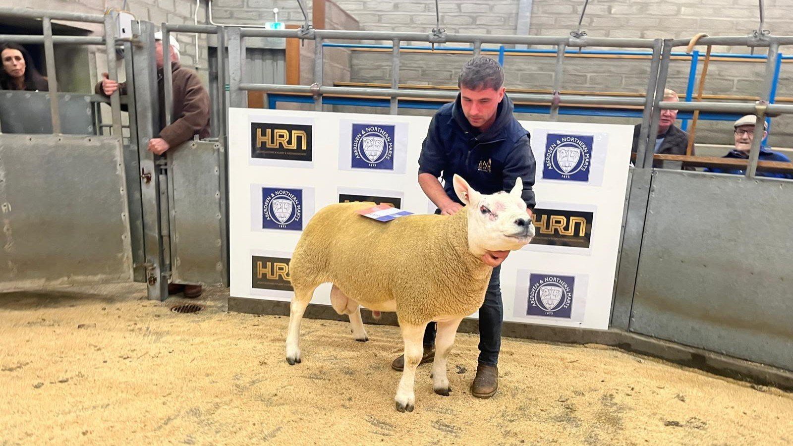 Centre record smashed at Caithness sheep fair