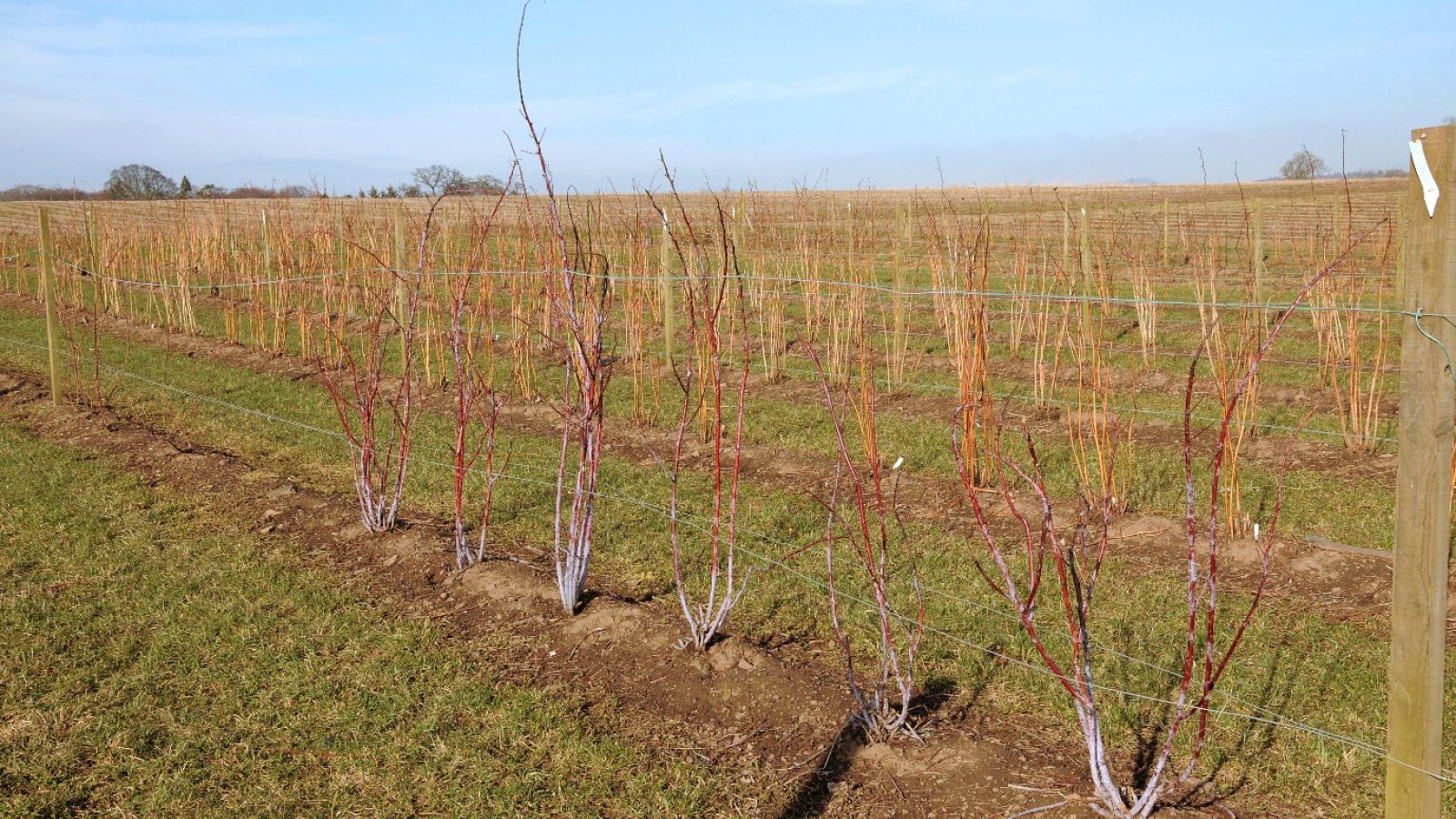 The James Hutton Institute records the sunniest March ever