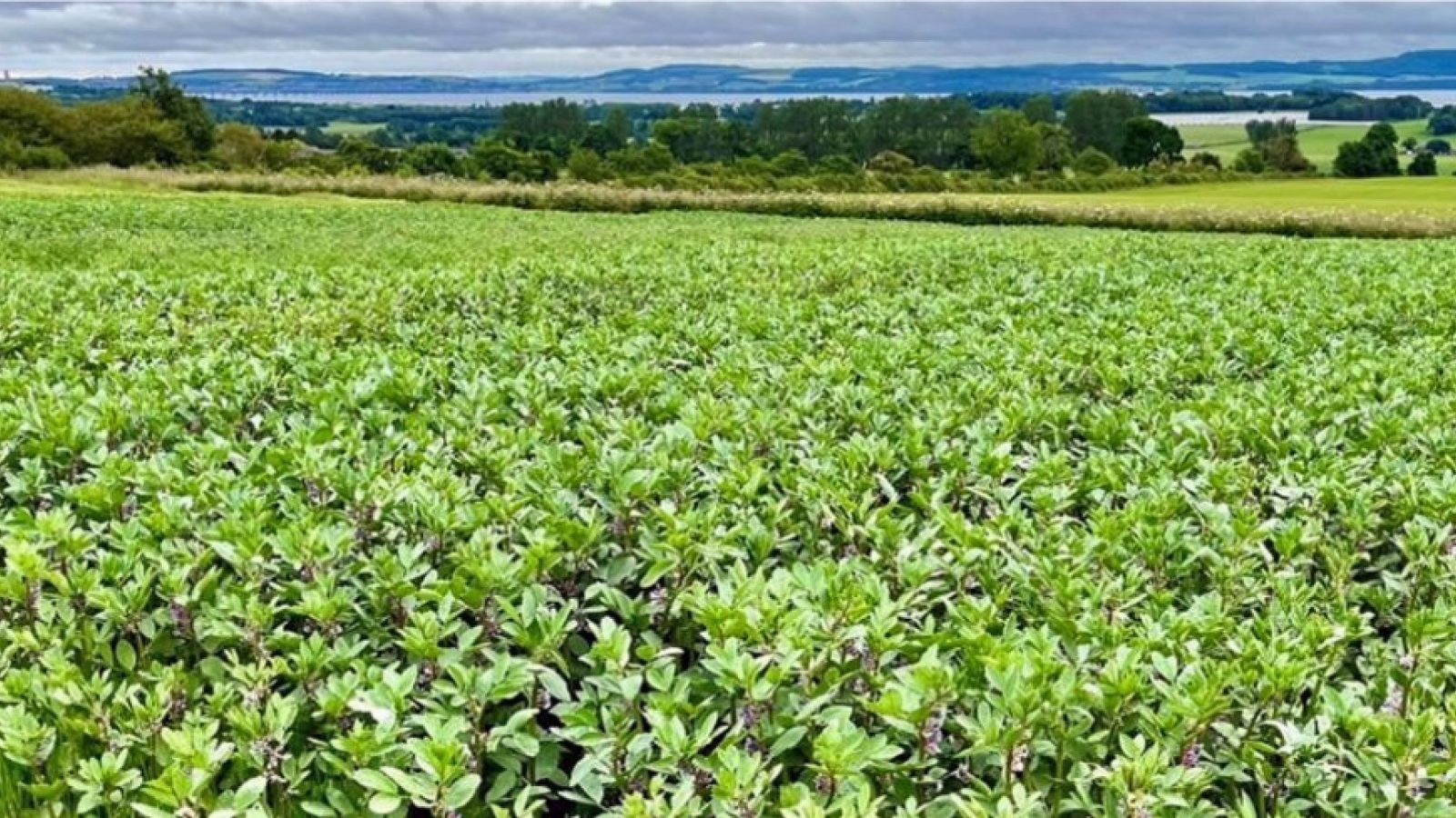 Growing beans before barley could cut farming’s environmental footprint