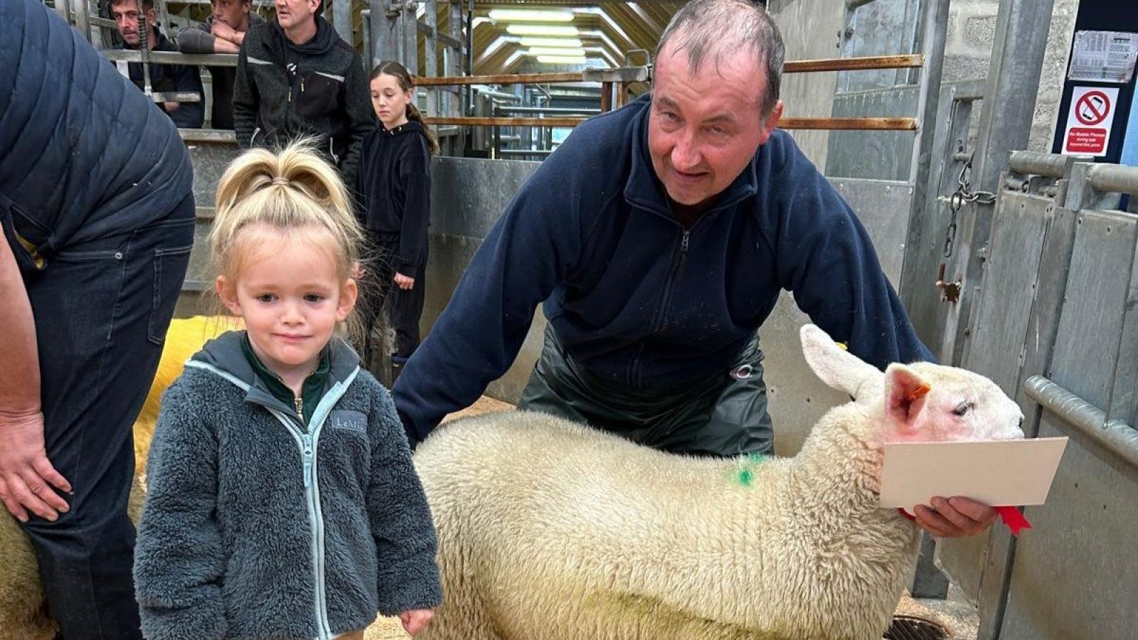 Strong trade achieved at first Show & Sale of North Country Cheviot Ewes at Quoybrae