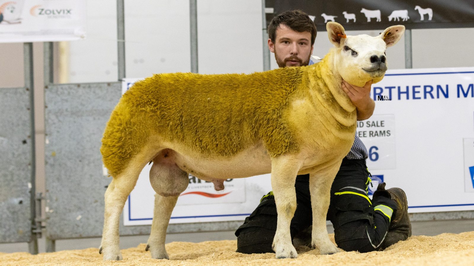 Texels top 6,000gns at Thainstone Pedigree Rams