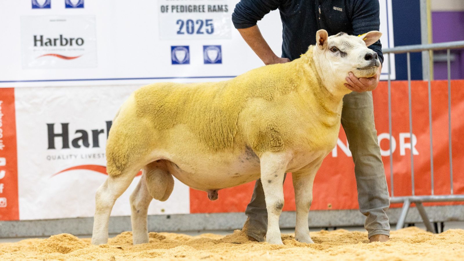 Increased entry for Thainstone Pedigree Rams Show & Sale