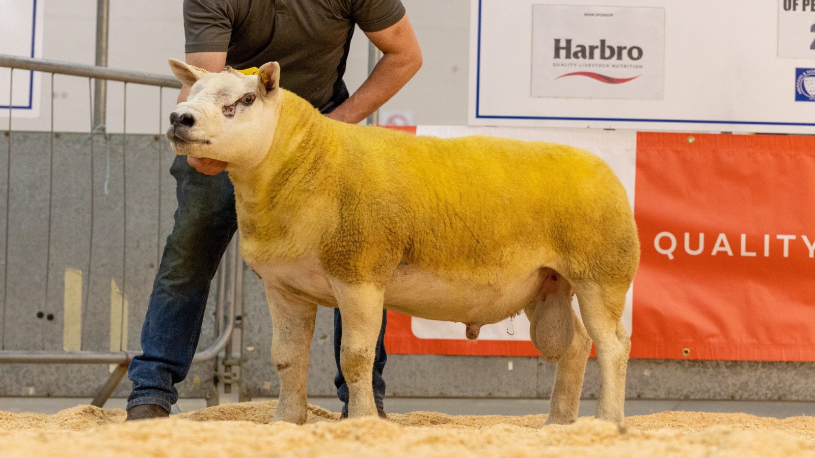 Strong entry announced ahead of annual Pedigree Ram Show and Sale at Thainstone