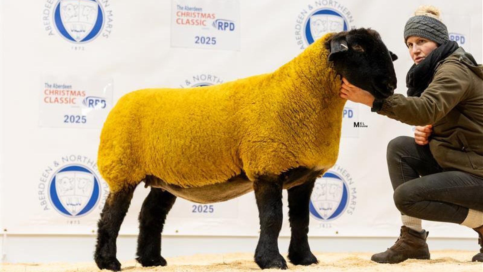 Suffolks lead the way with a top of 5,000gns at the Aberdeen Christmas Classic