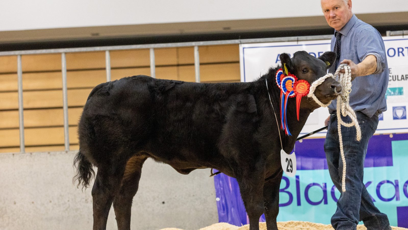 Strong entry of top-quality calves for Thainstone Spectacular Show & Sale