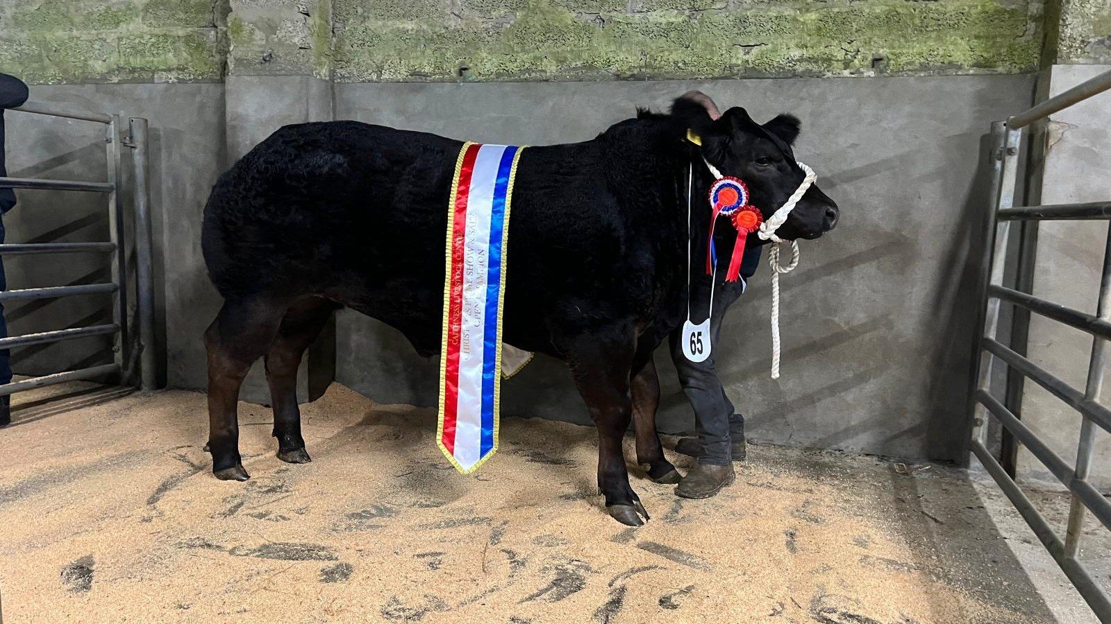Top price of £5,000 achieved at annual Caithness Christmas Show