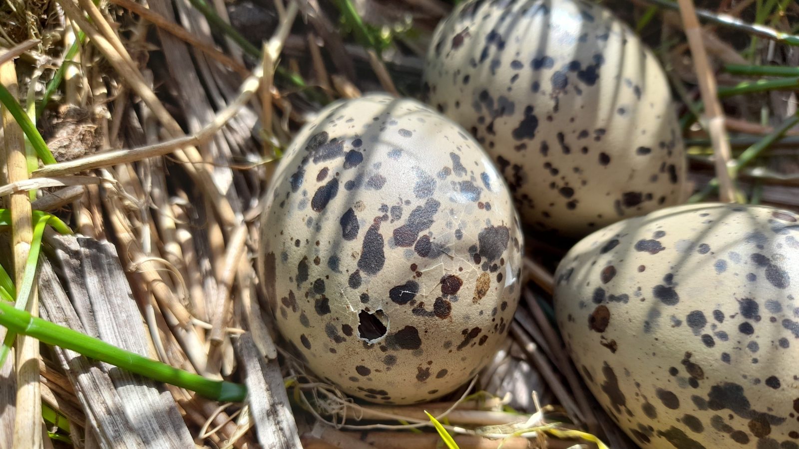Small farming management changes could help protect birds under threat