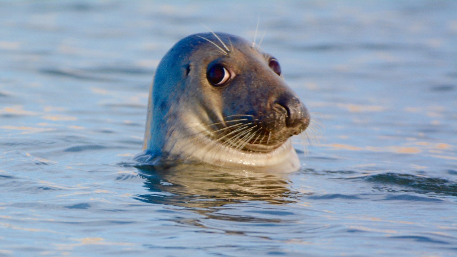 Public vote could bring national award to Newburgh seal project