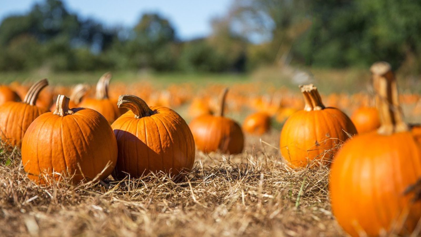 Gourd recycling tips for Halloween