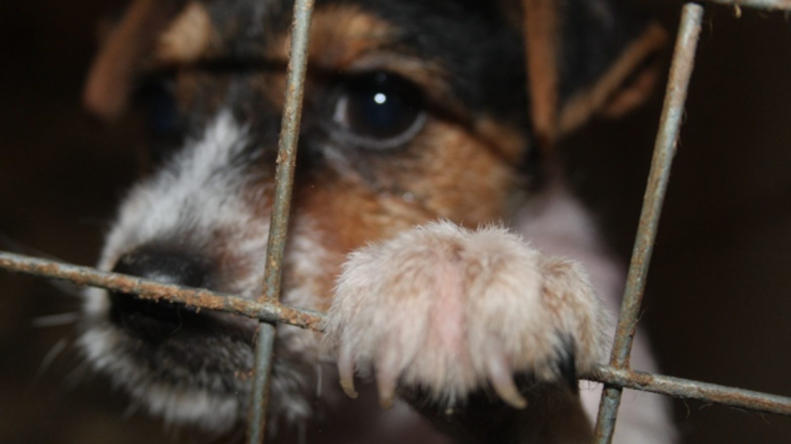 Almost 50 puppies seized as Scottish SPCA warns public not to fuel low welfare puppy trade
