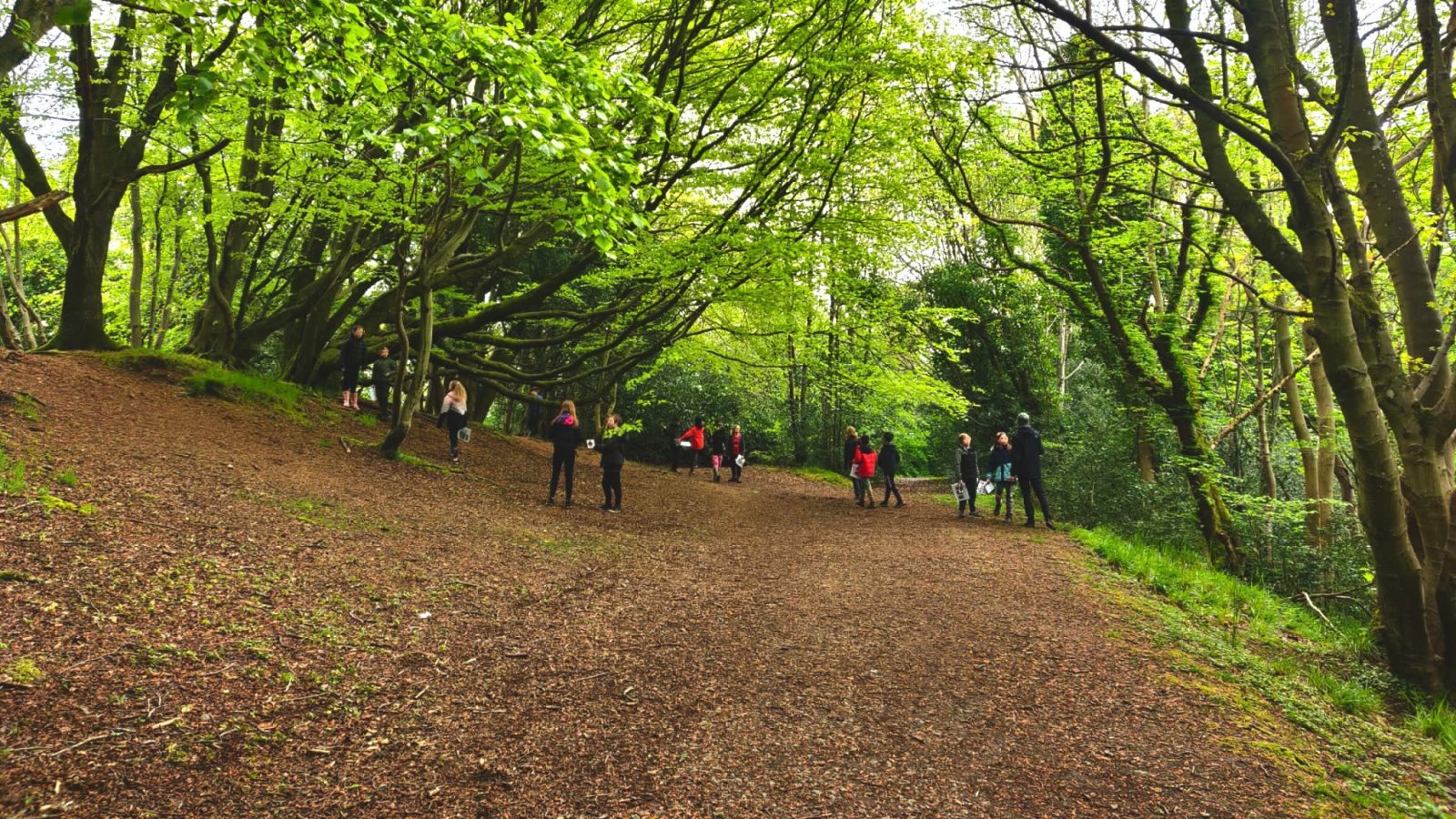 Researchers discover the value of learning with trees and woods