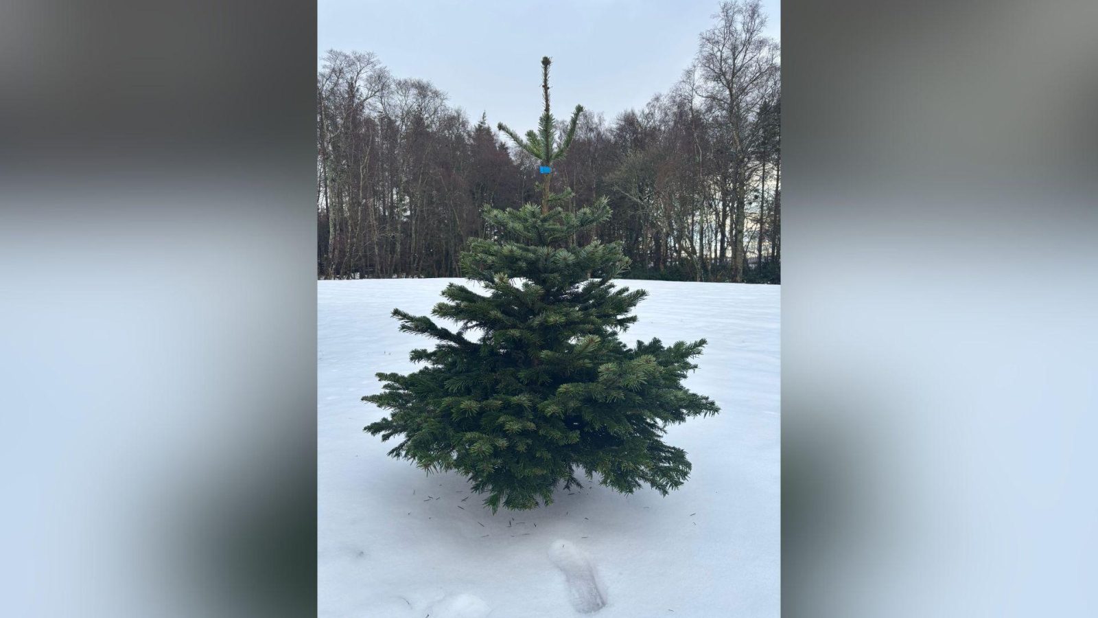 House of Elrick launches Christmas tree delivery and curated drinks