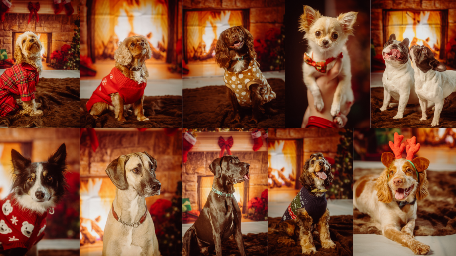 Bookings now open for Aloft Aberdeen TECA’s Festive Pet Photoshoot