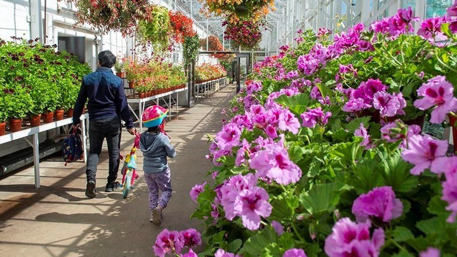 Pelargoniums for Balmoral from the Winter Gardens