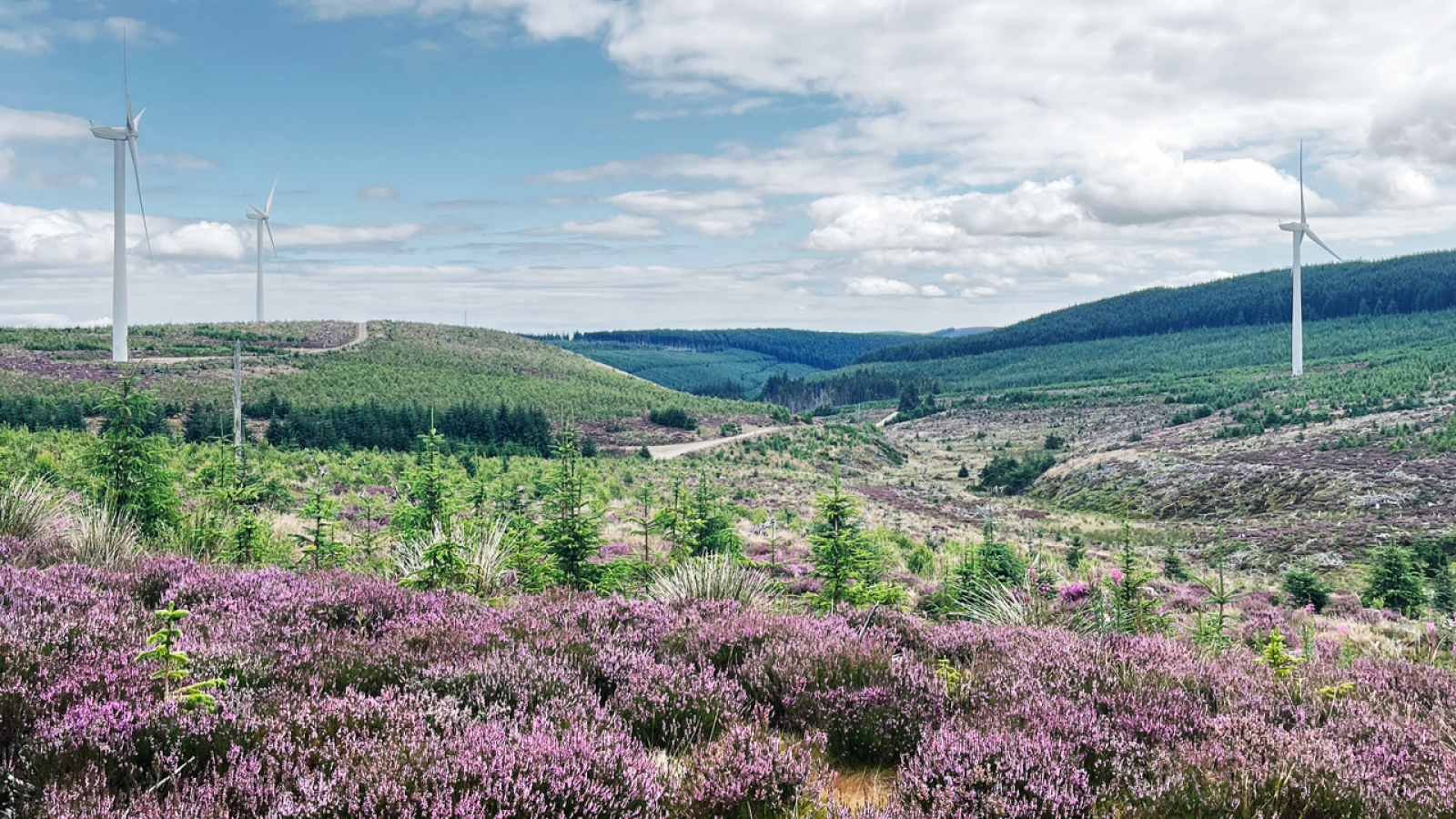 Vattenfall celebrates a decade of positive biodiversity action in the Scottish Highlands