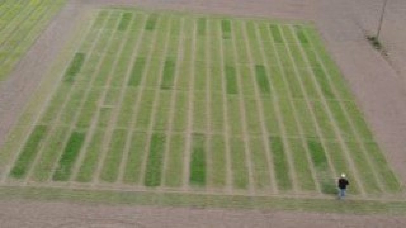 Microalgae show promise as sustainable fertiliser for malting barley