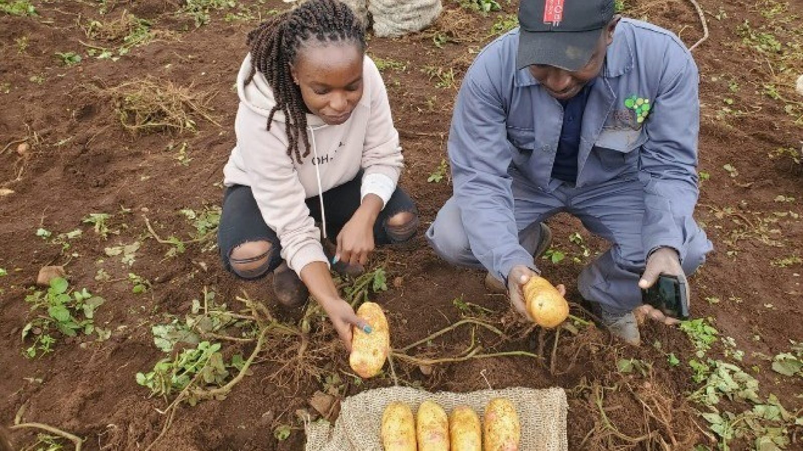 Potatoes bred at The James Hutton Institute will help to battle major pest in Kenya