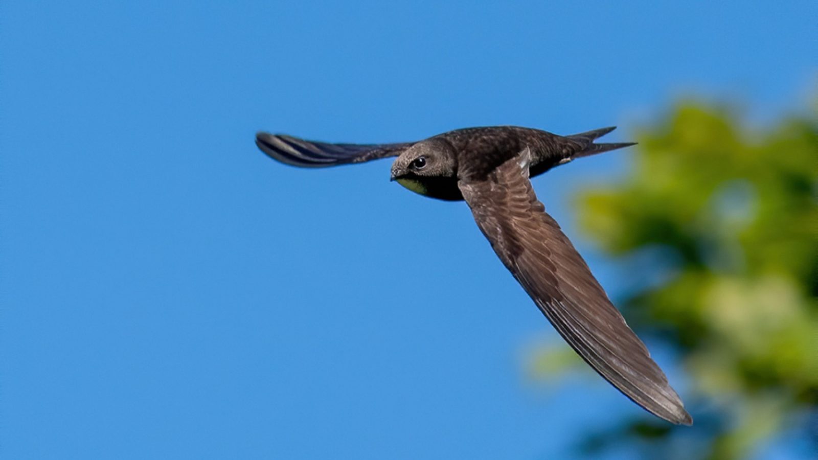 NESBiP announce new ‘Big 5’ species to target for conservation in the North-east