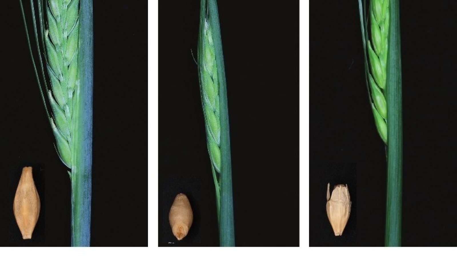 Research from The James Hutton Institute and The University of Dundee reveals how barley protects itself