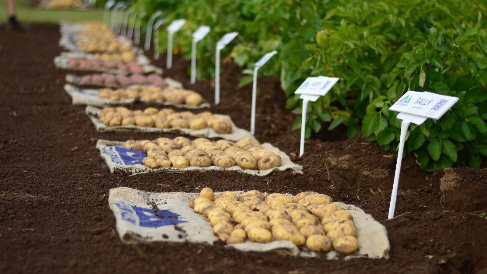 Global partnership launches AI project to accelerate development of climate-resilient crops