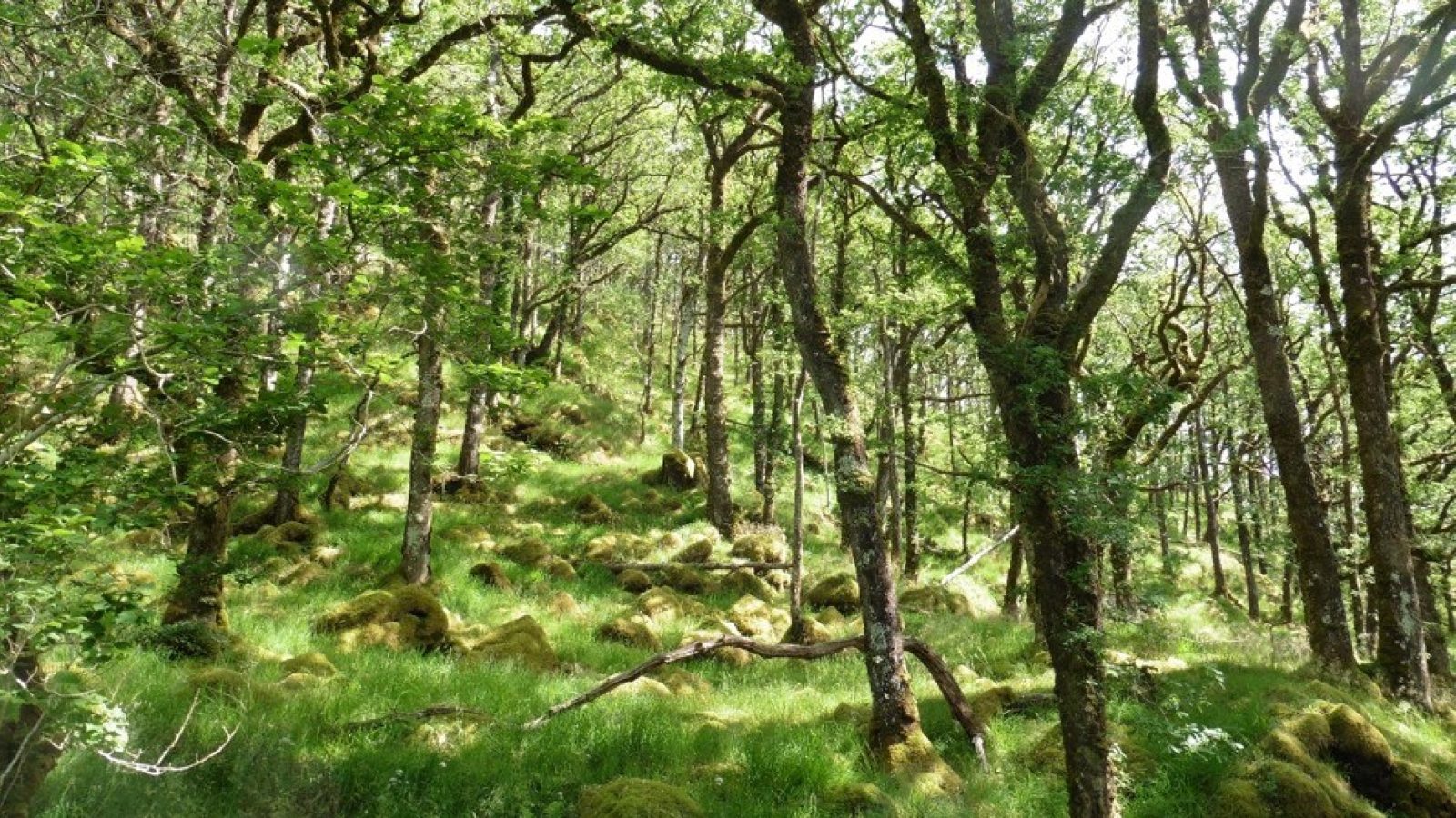 ‘Not all trees are equal’: Study reveals importance of species selection when improving forest resilience and biodiversity