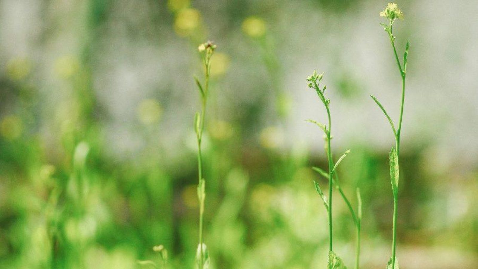 The potential of oil-based cover crops to provide an alternative aviation fuel