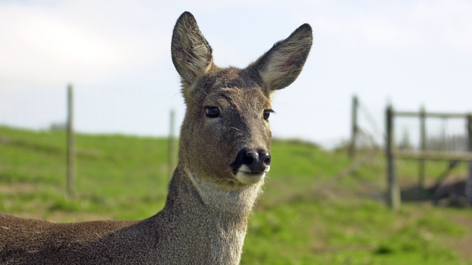 Study into roe deer livers between 1998 and 2022 finds decline in legislated PFAS – but rise in replacement chemicals