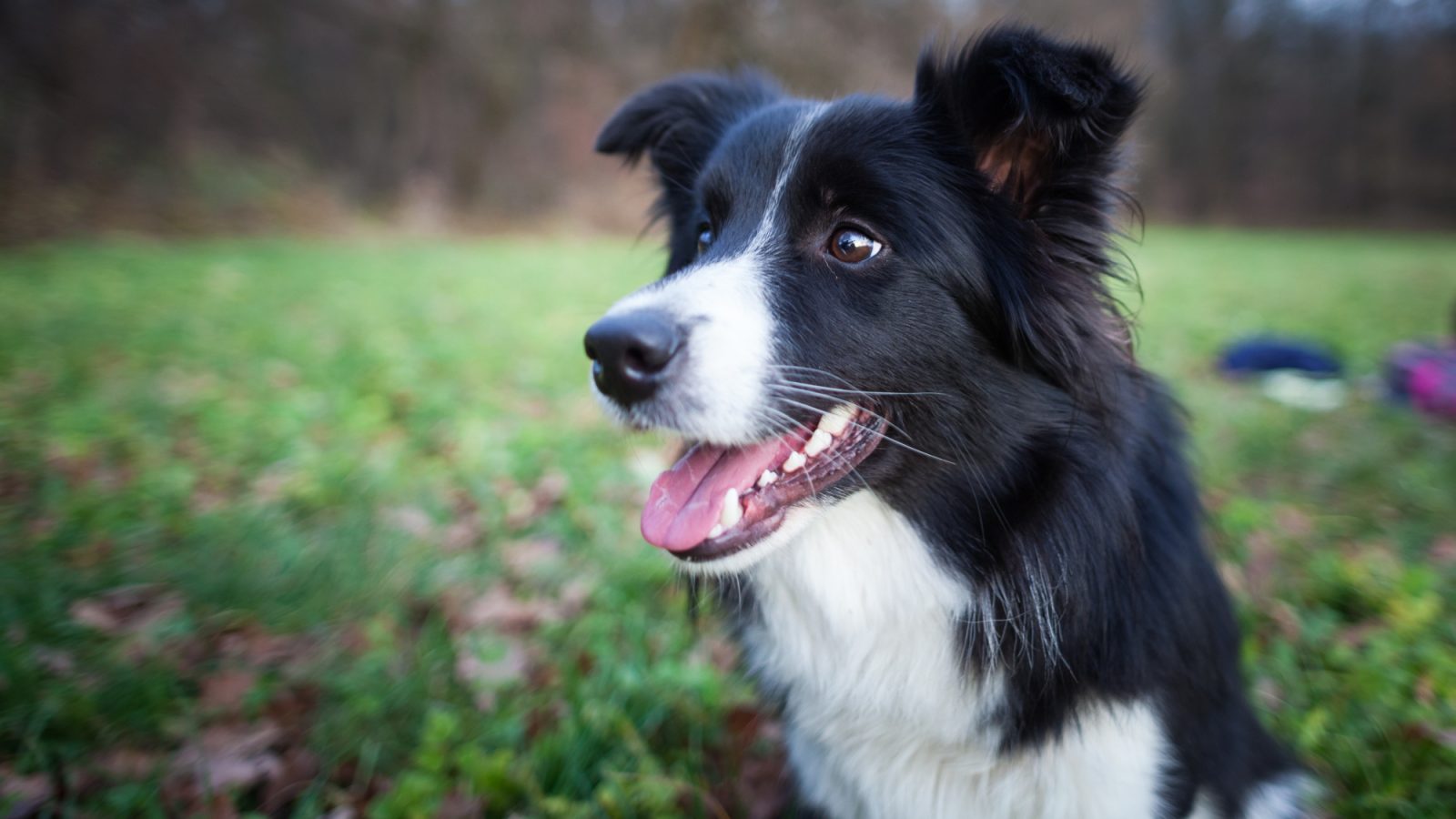 ‘Walkies for Wellbeing’ - new Aberdeen dog-walking event set to support minds and canines