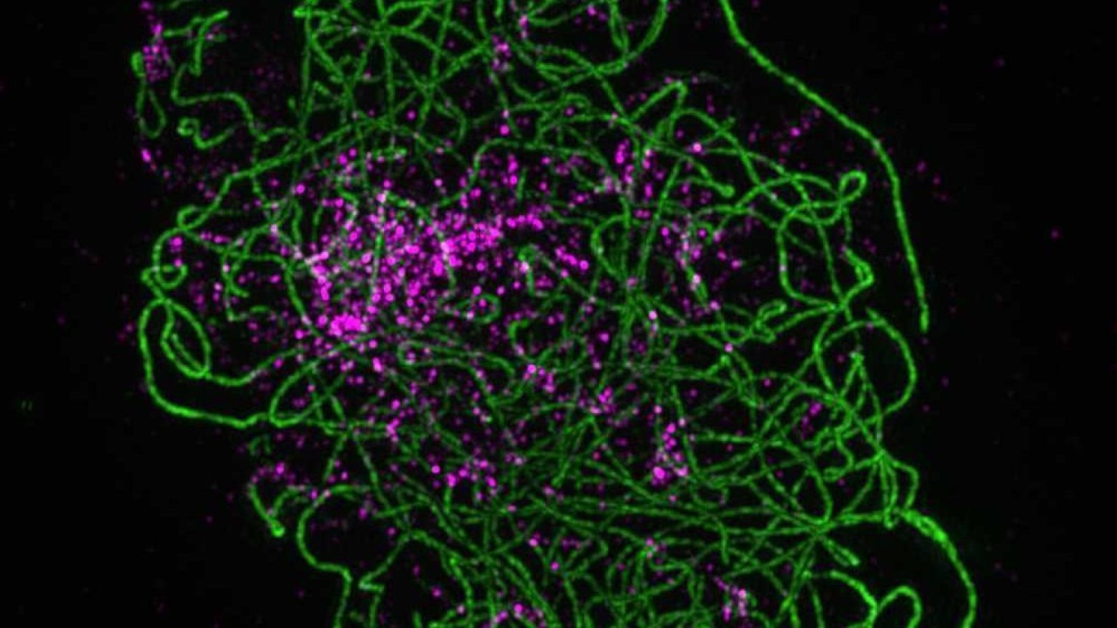 Unlocking the potential of barley breeding