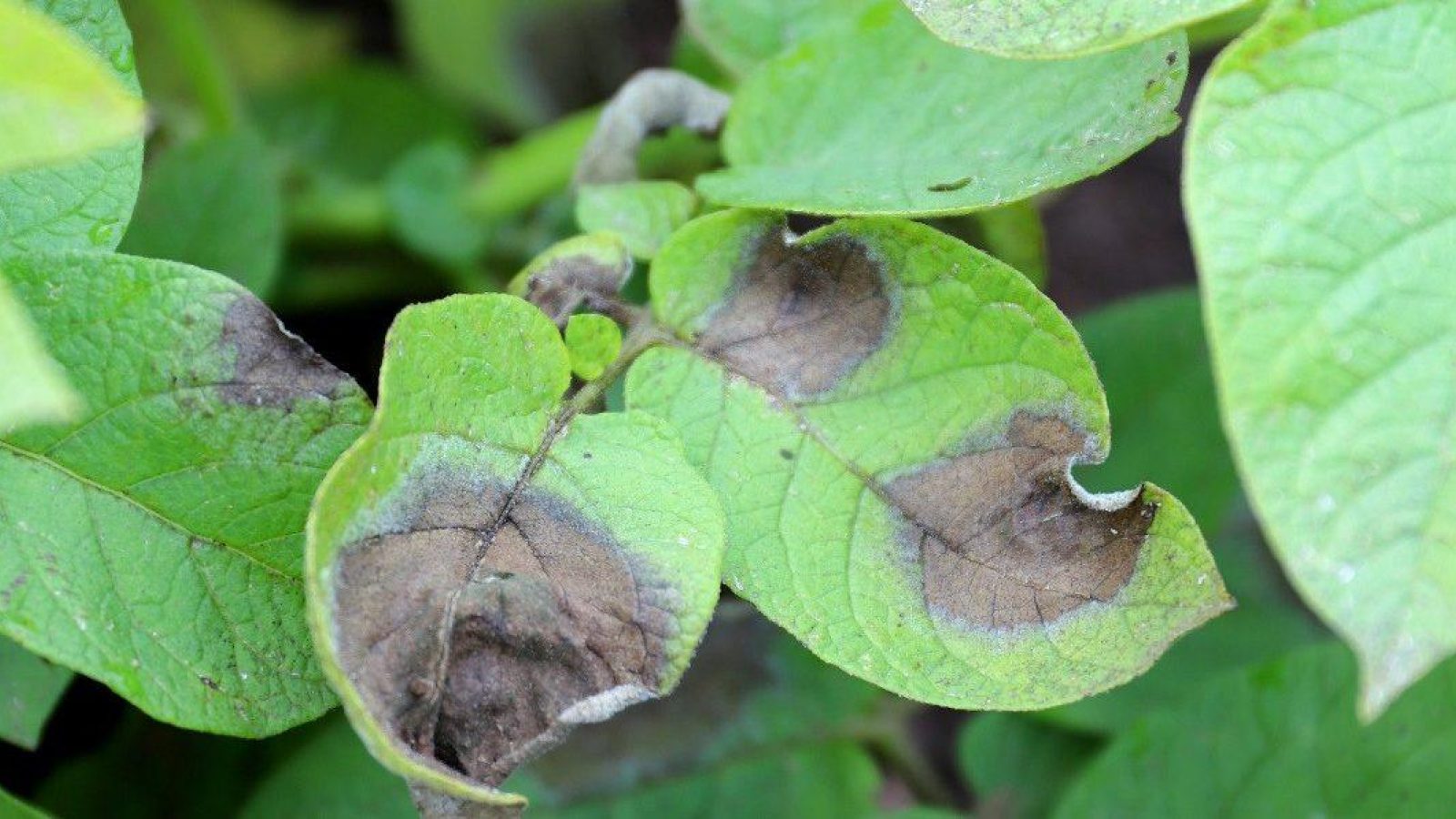 Scientists warn farmers that disease-resistant varieties will be key for controlling late blight