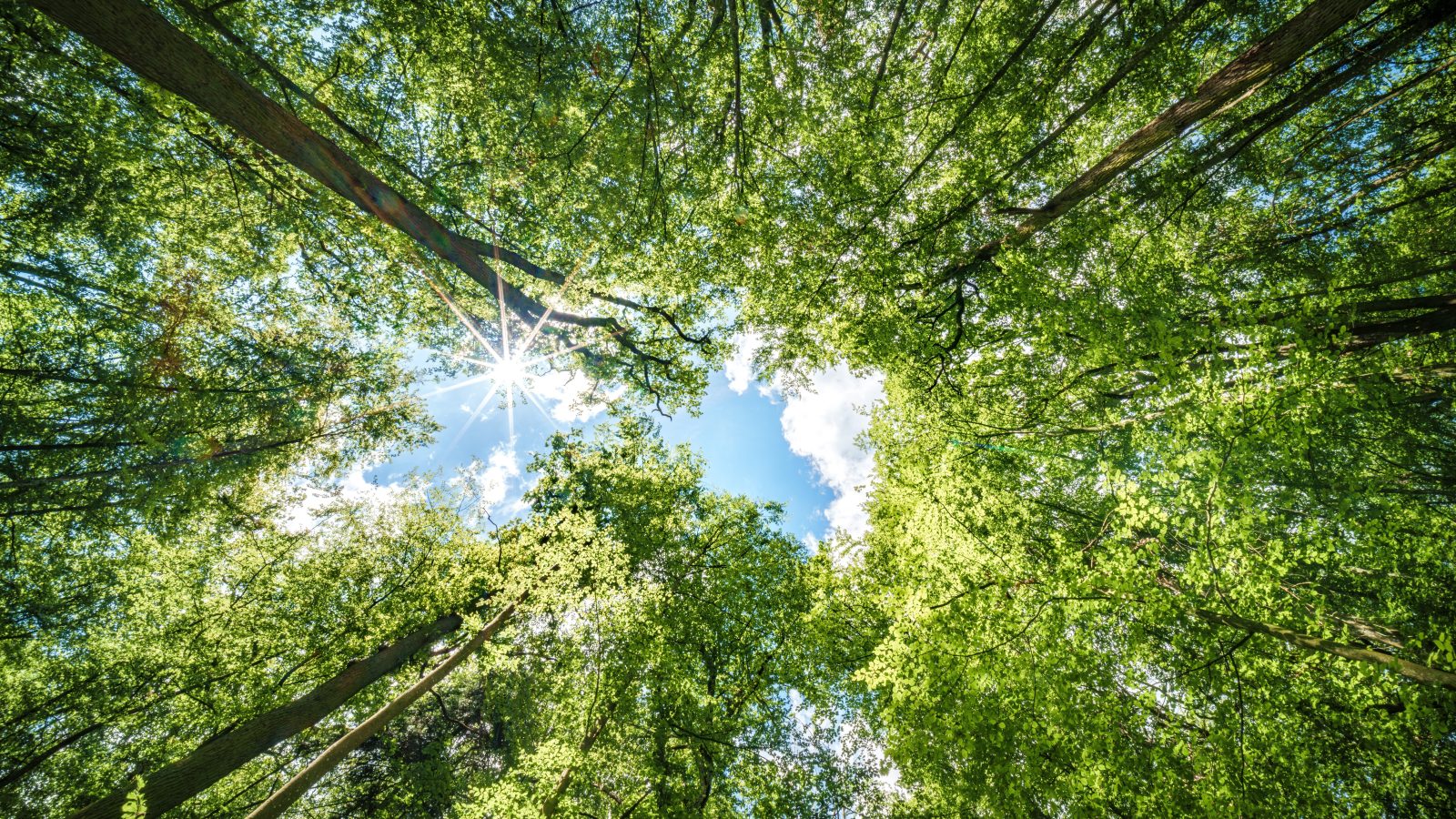RGU experts help strengthen UK's resilience to tree diseases