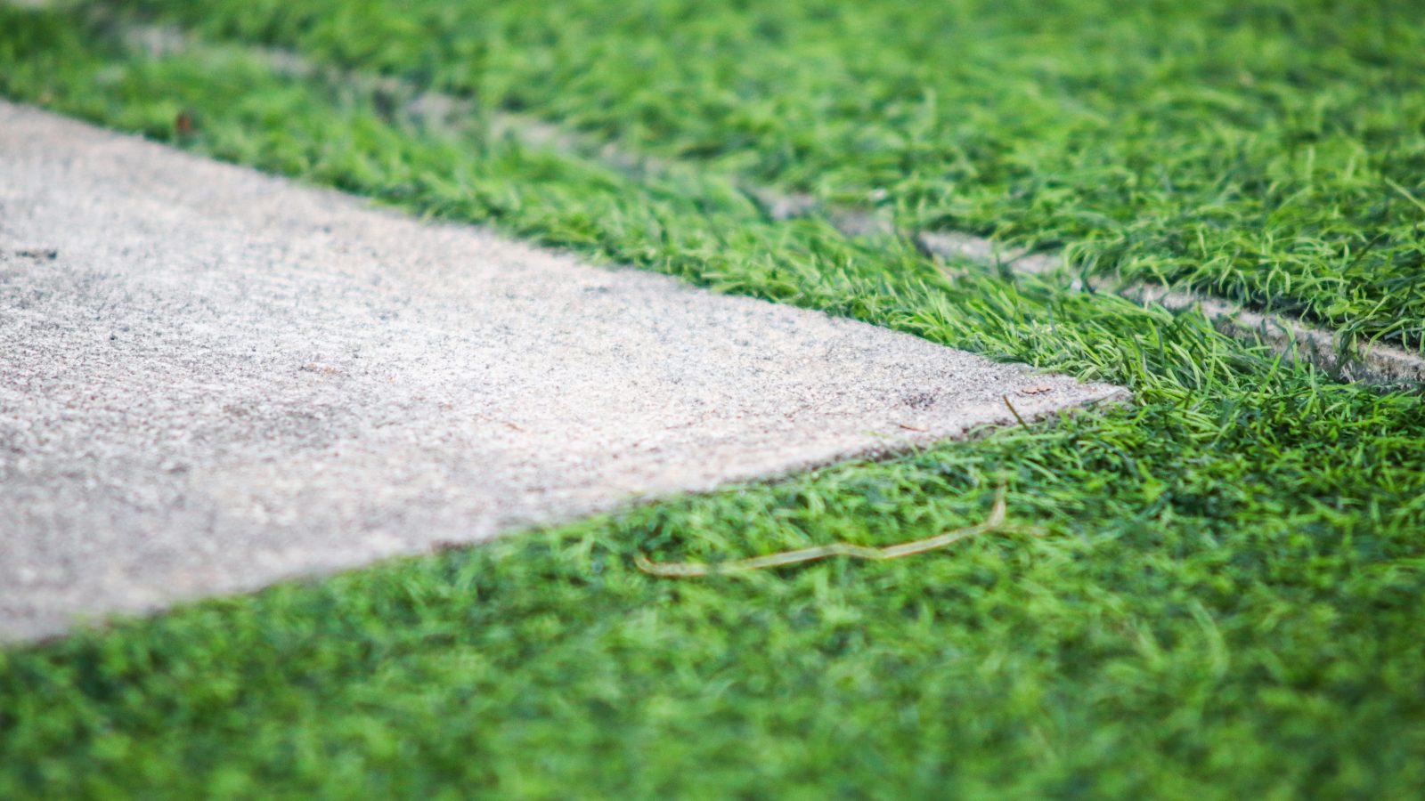 Residents reminded to cut back foliage from pavements and roads