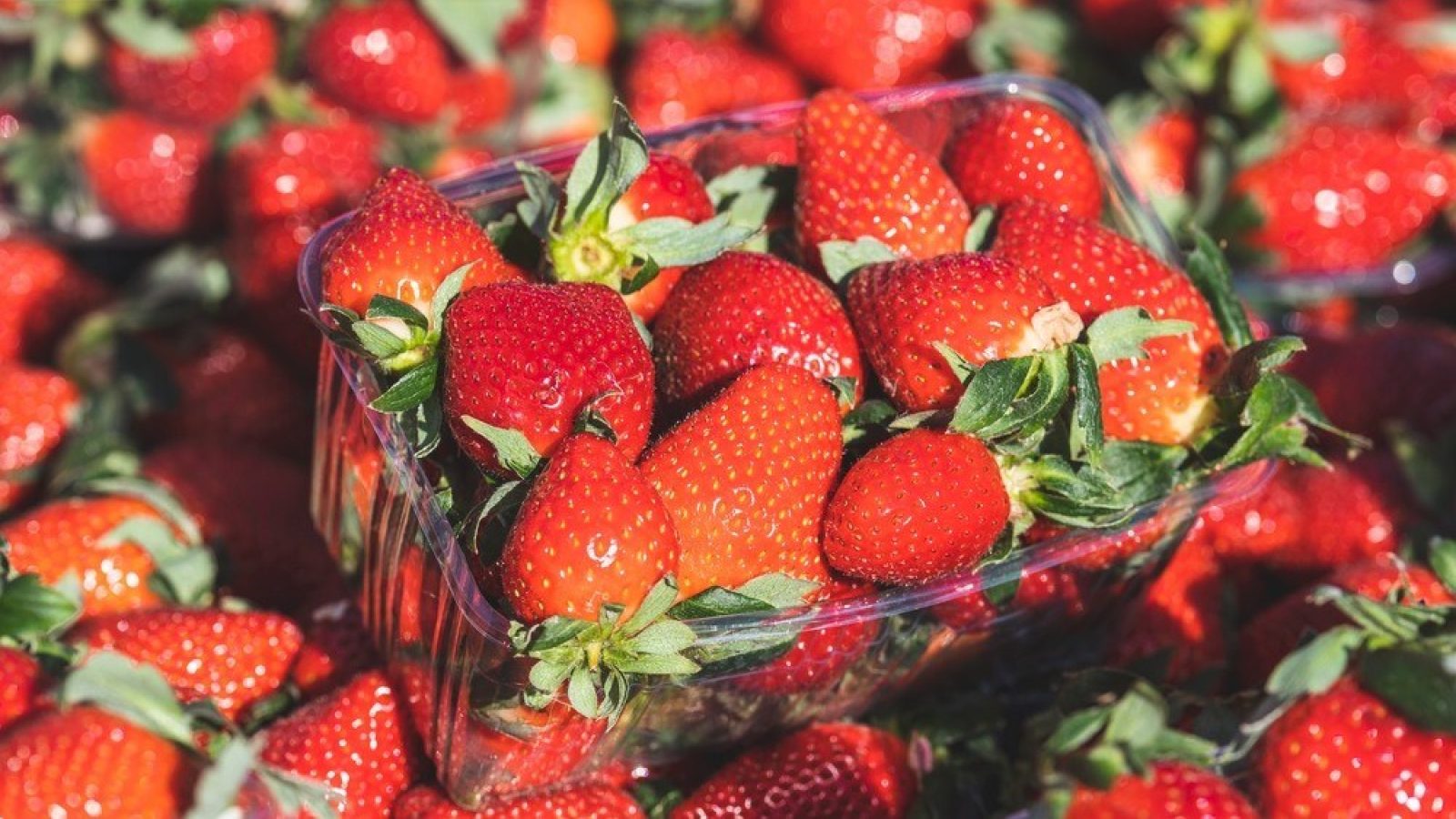 The James Hutton Institute joins precision pollination project to help transform UK fruit production